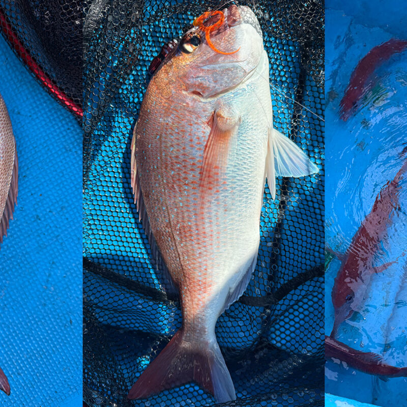 蒲江タイラバ つ抜け