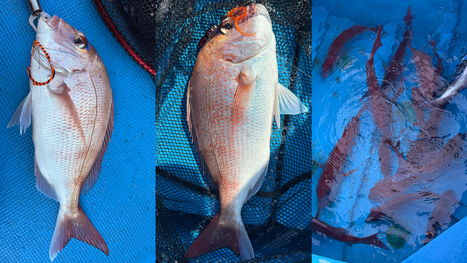 蒲江タイラバ つ抜け